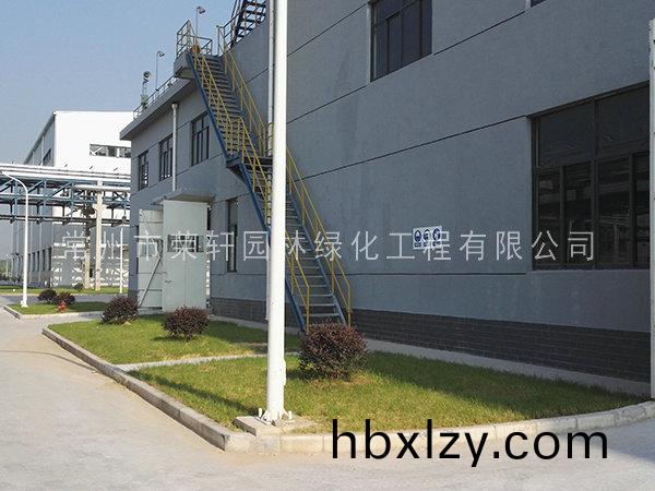 籽播種植的草坪