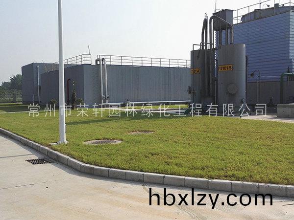 籽播種植的草坪